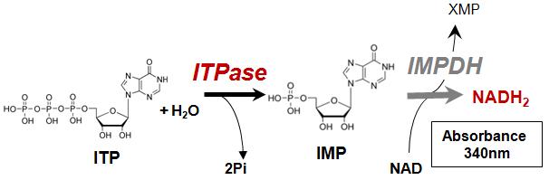 ITP pyrophosphohydrolase Assay Kit Principle
